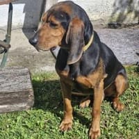 Joschi, fröhlich,sozial, menschenbezogen, Hund zur Adoption