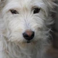 Saria - goldige Junghündin, Hündin zur Adoption