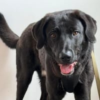 verschmuster und verspielter Hugo, Hund zur Adoption