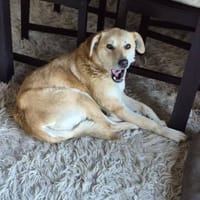 Peggy sucht eine liebe Famillie, Hündin zur Adoption