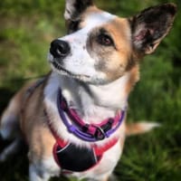 Anfängerhund DARCY in PLZ 55483 🆘‼, Hündin zur Adoption