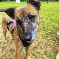 NISHA sucht eine aktive Familie, Hündin zur Adoption