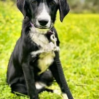 Bezaubernde Hazel sucht ein Zuhause, Hündin zur Adoption