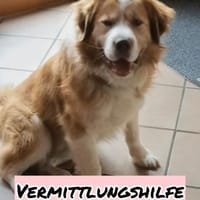 Vermittlungshilfe für Lenny ❤, Hund zur Adoption