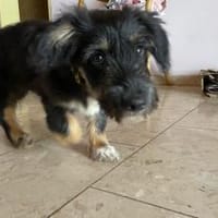 Pepsi sucht liebevolles Zuhause, Hündin zur Adoption