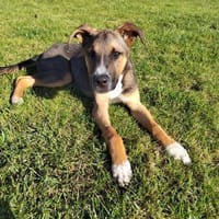 Wundervoller DEXTER sucht sein Zuhause, Hund zur Adoption