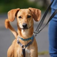 Gru sucht sein Zuhause, Hund zur Adoption
