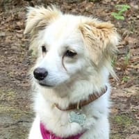SWEETY will endlich leben dürfen, Hündin zur Adoption