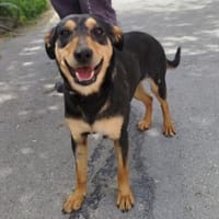 Tina wartet auf ihre Menschen, Hündin zur Adoption