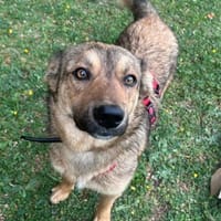 Zino - freundlich, neugierig - in DE, Hund zur Adoption