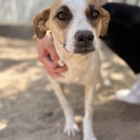 Claire -Liebevolle Hundemama, Hündin zur Adoption