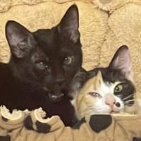 Liebes Geschwisterpaar Daniela & Dingo, Kater zur Adoption