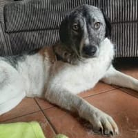 Daisy Mae sucht ihr Für-immer-Zuhause, Hündin zur Adoption