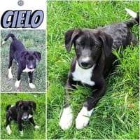 CIELO -rundum tolles Hundekind-, Hund zur Adoption