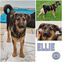 ELLIE -Rundum tolles Hundekind-, Hündin zur Adoption