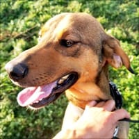 Bracken-Mix Sisco ist ein Sonnenschein!, Hund zur Adoption