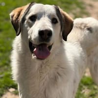 LEOPOLD - aufgeweckt, freundlich, sozial, Hund zur Adoption