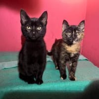 Verträgliches Katzenpaar Luz & Sombra, Kater zur Adoption