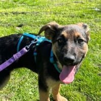 Körbchen gesucht für Romina, Hündin zur Adoption