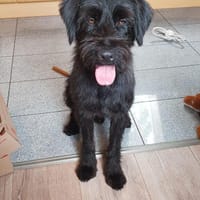 Charly, Schnauzer-Mix (geb.2020), Hund zur Adoption