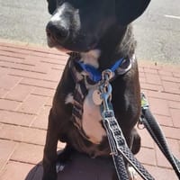 Tuxedo wartet auf sein Für-Immer-Zuhause, Hund zur Adoption
