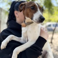 Nococo-Kleiner Charmeur sucht sein Glück, Hund zur Adoption