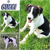 GUCCI -rundum tolles Hundekind-, Hund zur Adoption
