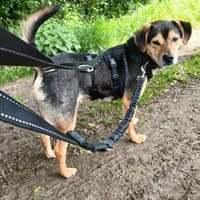 Bono wartet auf seine zweite Chance, Hund zur Adoption