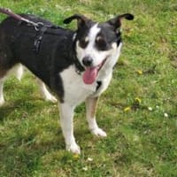 Stelina  48 cm (Pflegestelle), Hündin zur Adoption