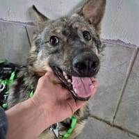 RUDI auf PS in 65597 Hünfelden, Hund zur Adoption