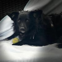 Ace such seine Herzensmenschen..., Hund zur Adoption