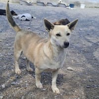 DELIA - Auf Pflegestelle in 52355, Hündin zur Adoption