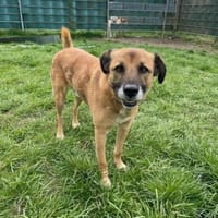 PANCHO BRAUCHT DICH!, Hund zur Adoption