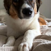 Peggy - verschmust und verspielt, Hündin zur Adoption