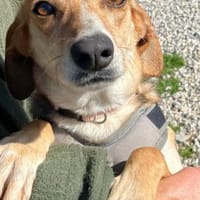 Daisy - treu und menschenbezogen, Hündin zur Adoption