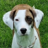 Nivara, geb. 11/2024, G53947 Nettersheim, Hündin zur Adoption