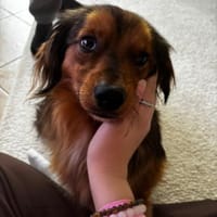Titan, tapferer Herzensbrecher, ca. 1 Ja, Hund zur Adoption