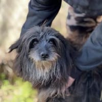 Axel LM  zutraulicher Begleiter, Hund zur Adoption