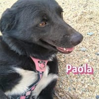 Paola - lernwillig und bewegungsfreudig, Hündin zur Adoption