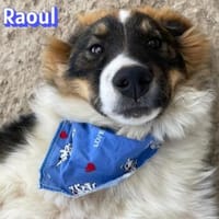 Raoul - verschmust und verspielt, Hund zur Adoption