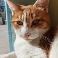 Kanela, verspielte Kuschelmaus, ca. 4 Ja, Katze zur Adoption