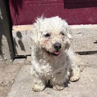 Candy° 41363 Jüchen, Hündin zur Adoption