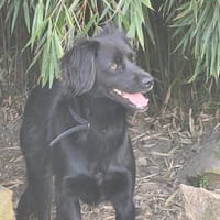 Nuts, Hund zur Adoption