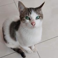 Maira aus dem Tierschutz, Katze zur Adoption