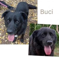 BUCI auf PS in 55595 Weinheim, Hund zur Adoption