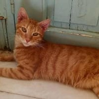 Portokaloulis, sozialer Rot-Tiger, ca.4J, Kater zur Adoption