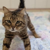 JACQUOT, chat à adopter
