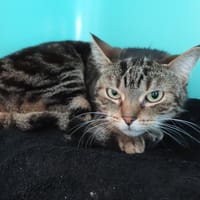 mimie, chatte à adopter