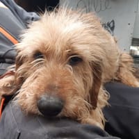 Pooch, chien à adopter