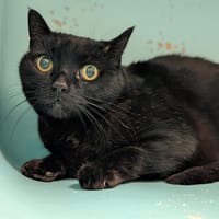 LAUREL, chat à adopter